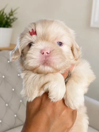 ShihTzu Macho Albino Olhos azul exótico Lindo 