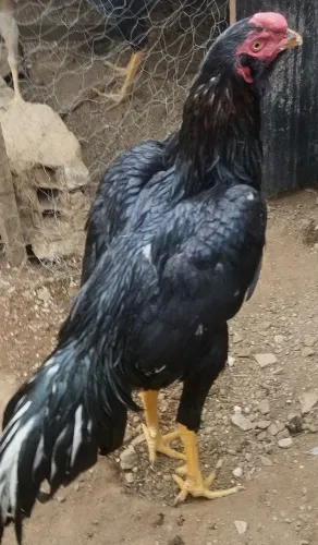 Frangos mura