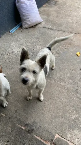 Cachorrinho lindo para adoção 