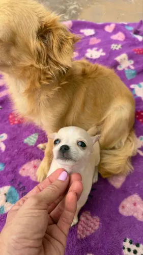 Chihuahua filhote (fêmea)