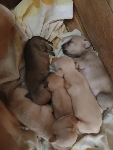 Animais