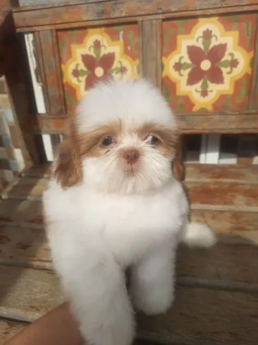 Shih Tzu Filhote Macho