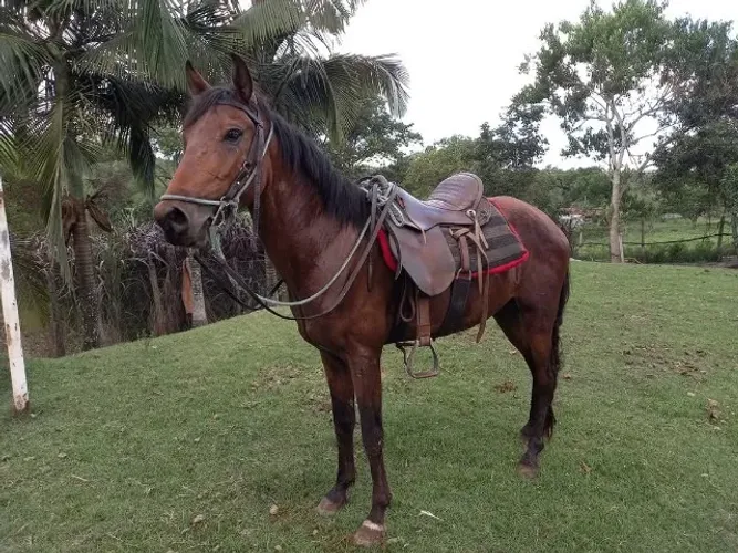 Cavalo
