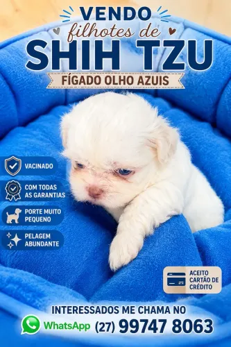 Shih tzu filhote macho branco