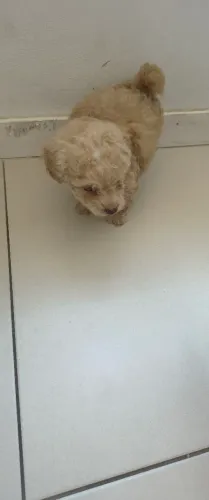Poodle red