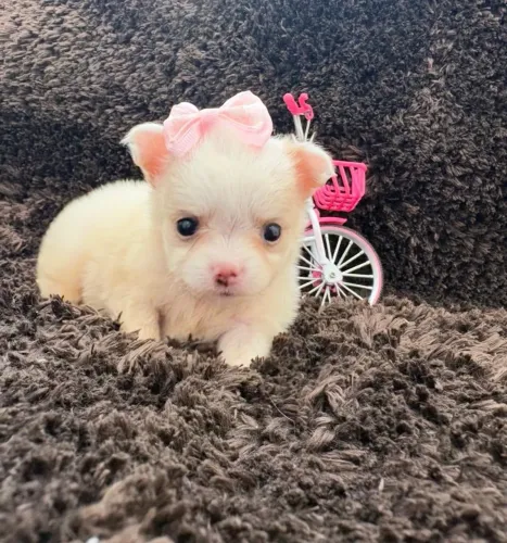 Chihuahua. Uma menina linda e perfeita de pelagem longa clara.