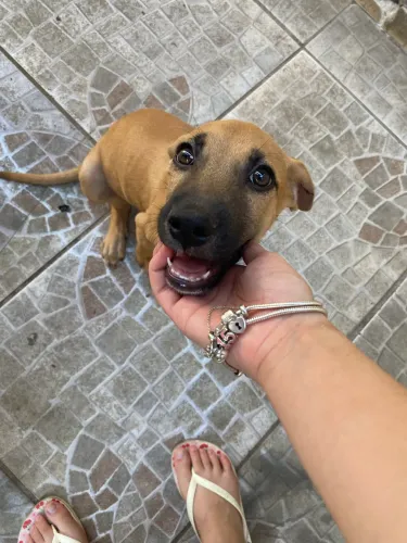 Filhote de cachorro para adoção