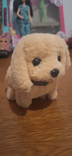 Cachorrinho late late