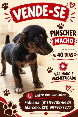 Cachorinho