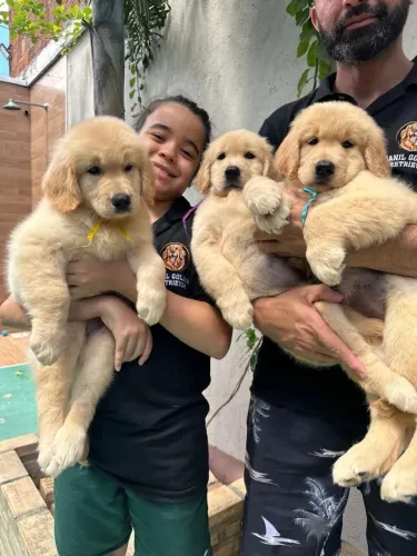 Golden Retriever 