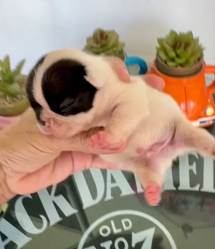 Buldogue francês macho