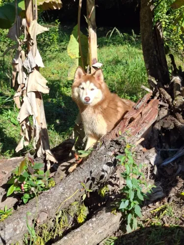 Husky femea