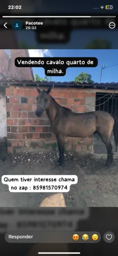 Vende-se cavalo