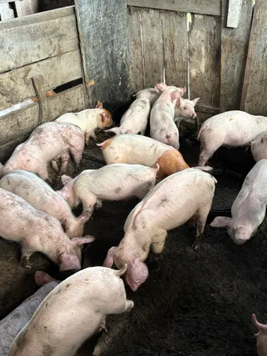 Porcos leitões disponíveis