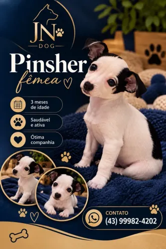 Pinsher fêmea