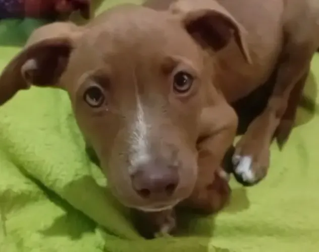 Doa-se filhote mestiça Pitt bull com labrador 