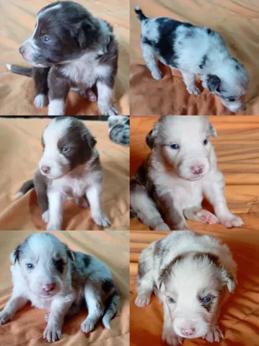 LINDOS FILHOTES DE BORDER COLLIE PUROS NO PADRÃO DA RAÇA, OLHOS AZUIS,! TÓP!!