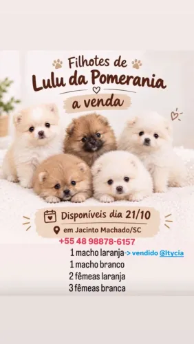 Filhote de Lulu da pomerania original