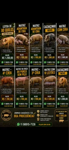 Vende-se porcos para criadores apartir de 1200