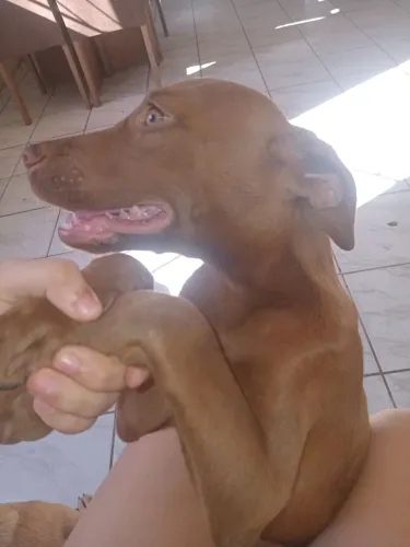 Pitbull