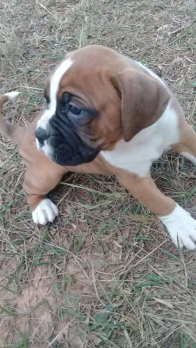 Boxer filhotes 