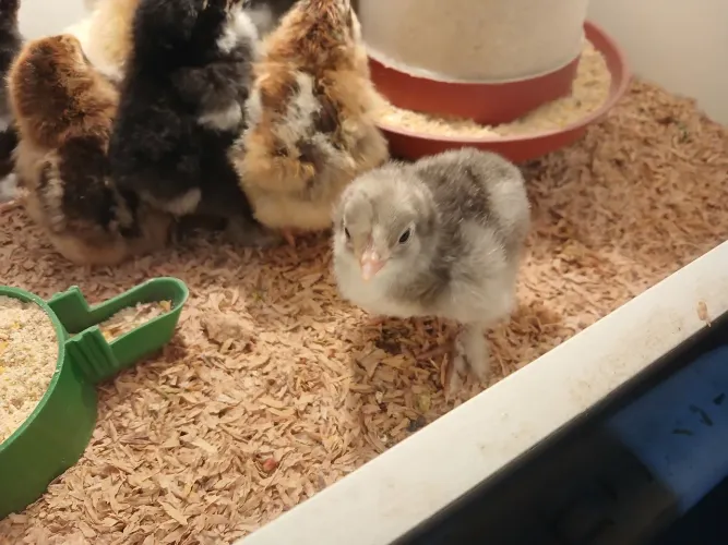 Pintinhos Brahma dark e perdiz