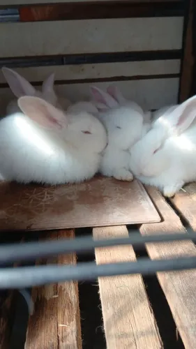 Filhotes de Coelhos 