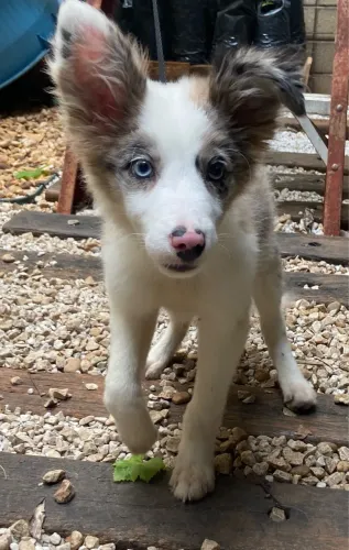 Border collie fêmea 