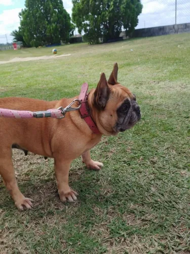 Buldogue francês fêmea