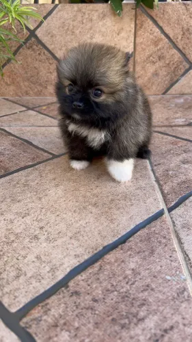 Pomerania Anão - Fêmea 