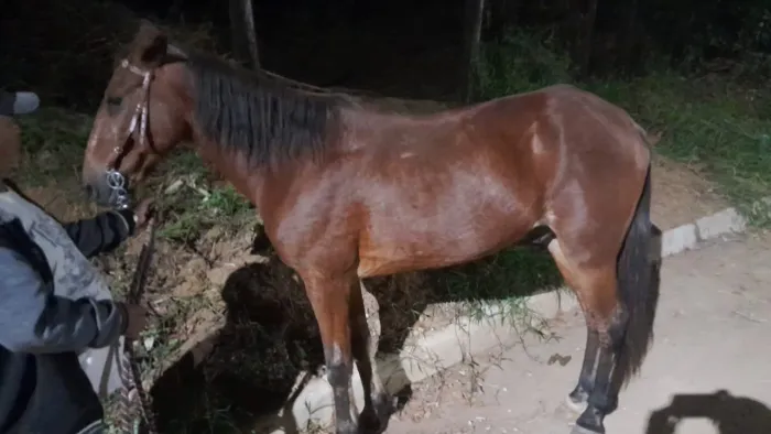 Cavalo picada