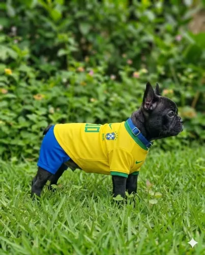 Buldogue francês 