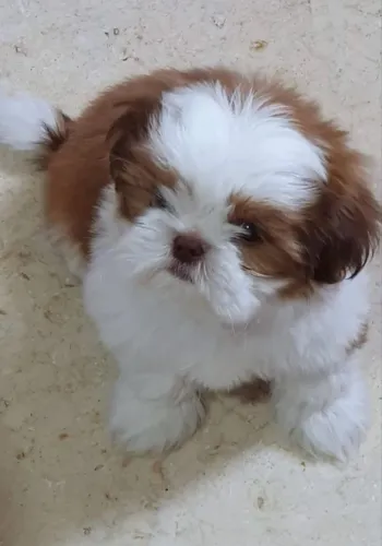 Shih tzu macho