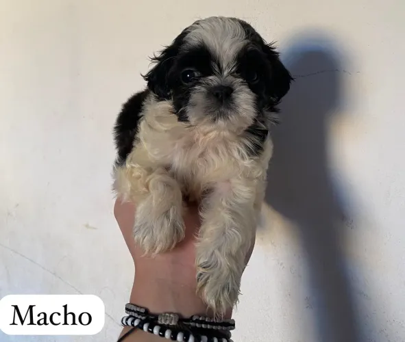 VENDO SHITZU 800