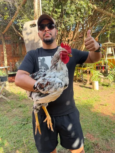 GSB galinha sertanejo balão 