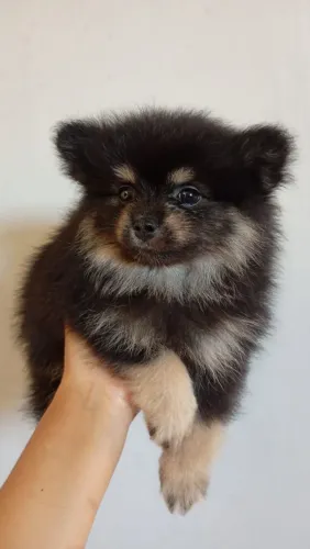 Spitz alemão anão (lulu da Pomerânia Black Tan)