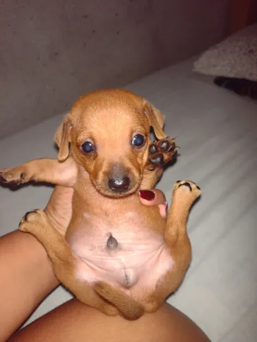 Vendo pinscher filhote tamanho 1 