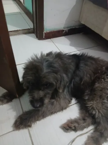 Doação de cachorro 