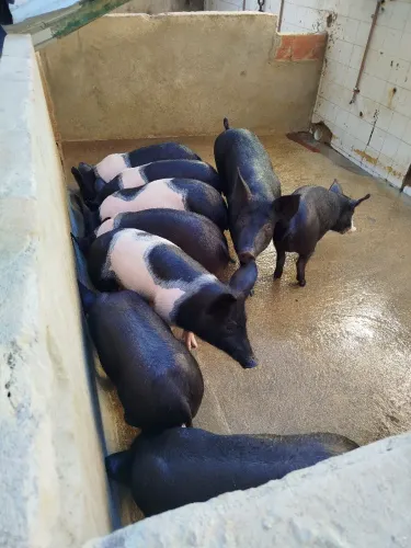 Leitões disponíveis em campos
