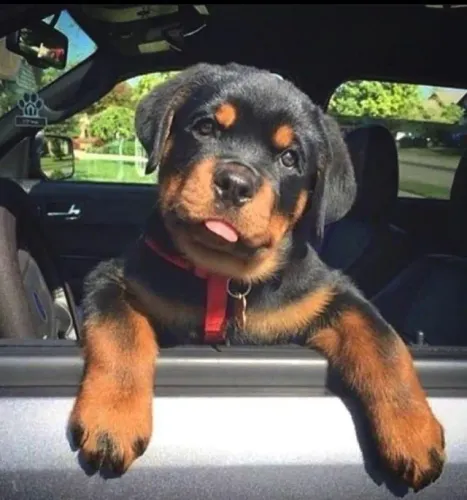 Rottweiler Pulos Curtos que Despertam Sorrisos