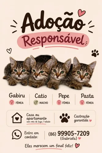 Gatinhos para adoção