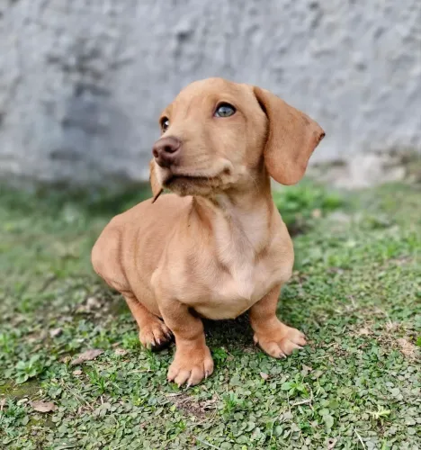 Filhote Dachshund mini creme chocolate *importado*