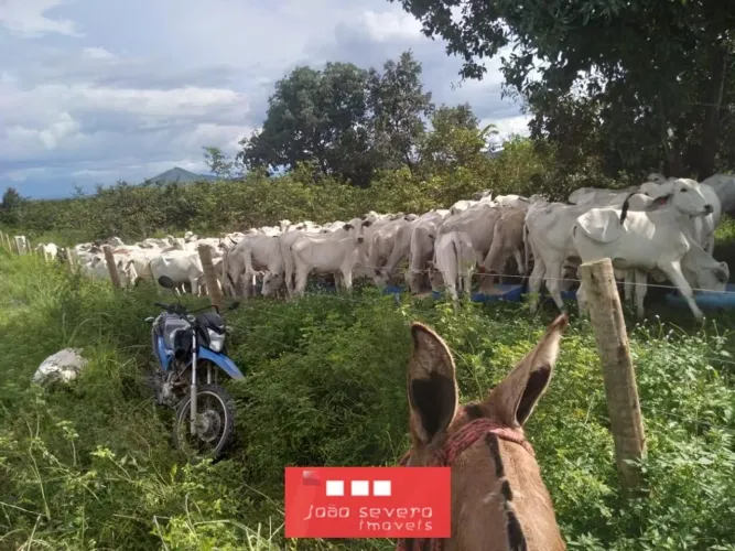 Fazenda para Venda em Peixe, 13 dormitórios
