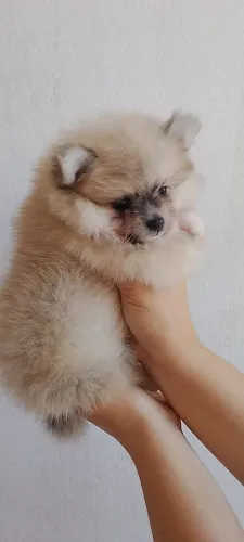 Filhote Spitz alemão