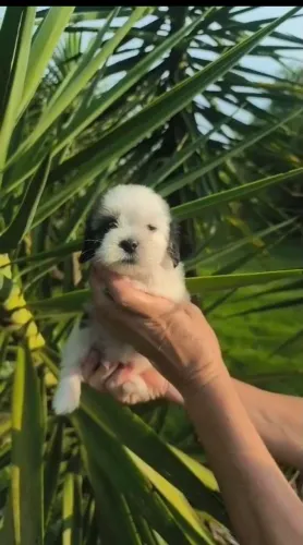 Lhasa apso machinho 