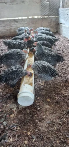 Em Saquarema pintinhos,  franguinhas e frangas 