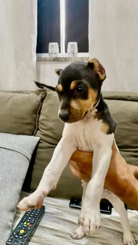 Vendo fox paulistinha terrier