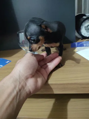 Pinscher 