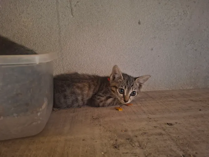 Filhotes de Gatos para Adoção