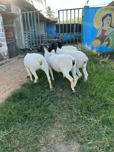 Borregas Dorper